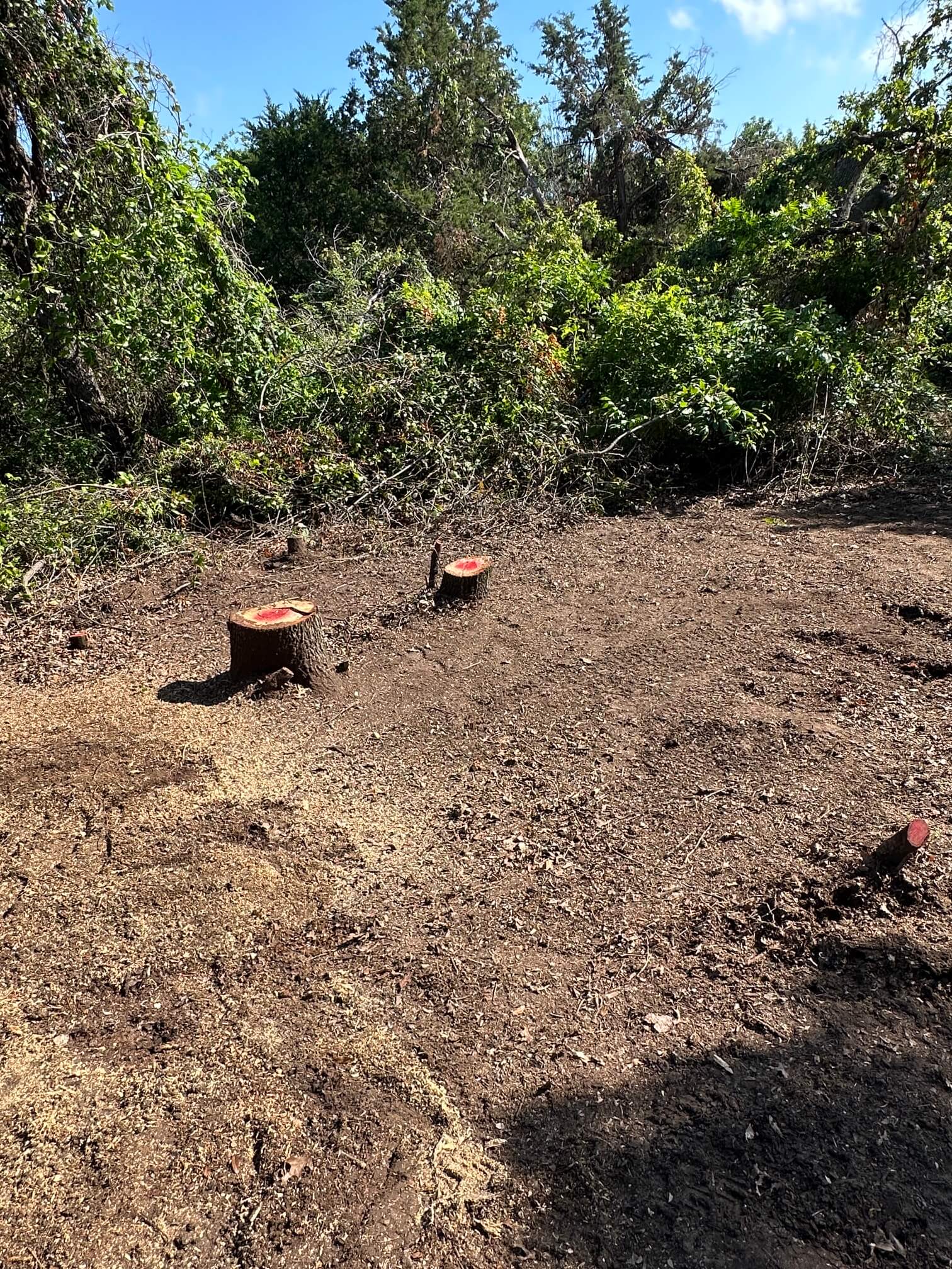 Before: about 20 freshly cut tree stumps in a wooded lot, ready for stump grinding in North Texas