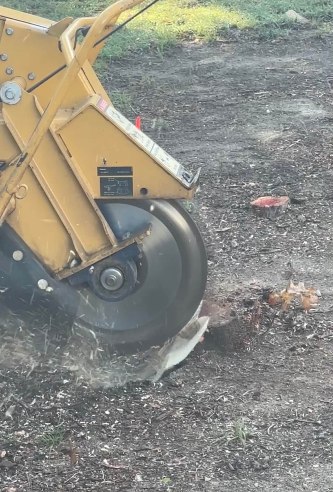 Stump grinder wheel close-up cutting through a stump