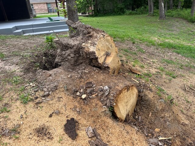 Before: large storm-felled stump with exposed roots, before stump grinding